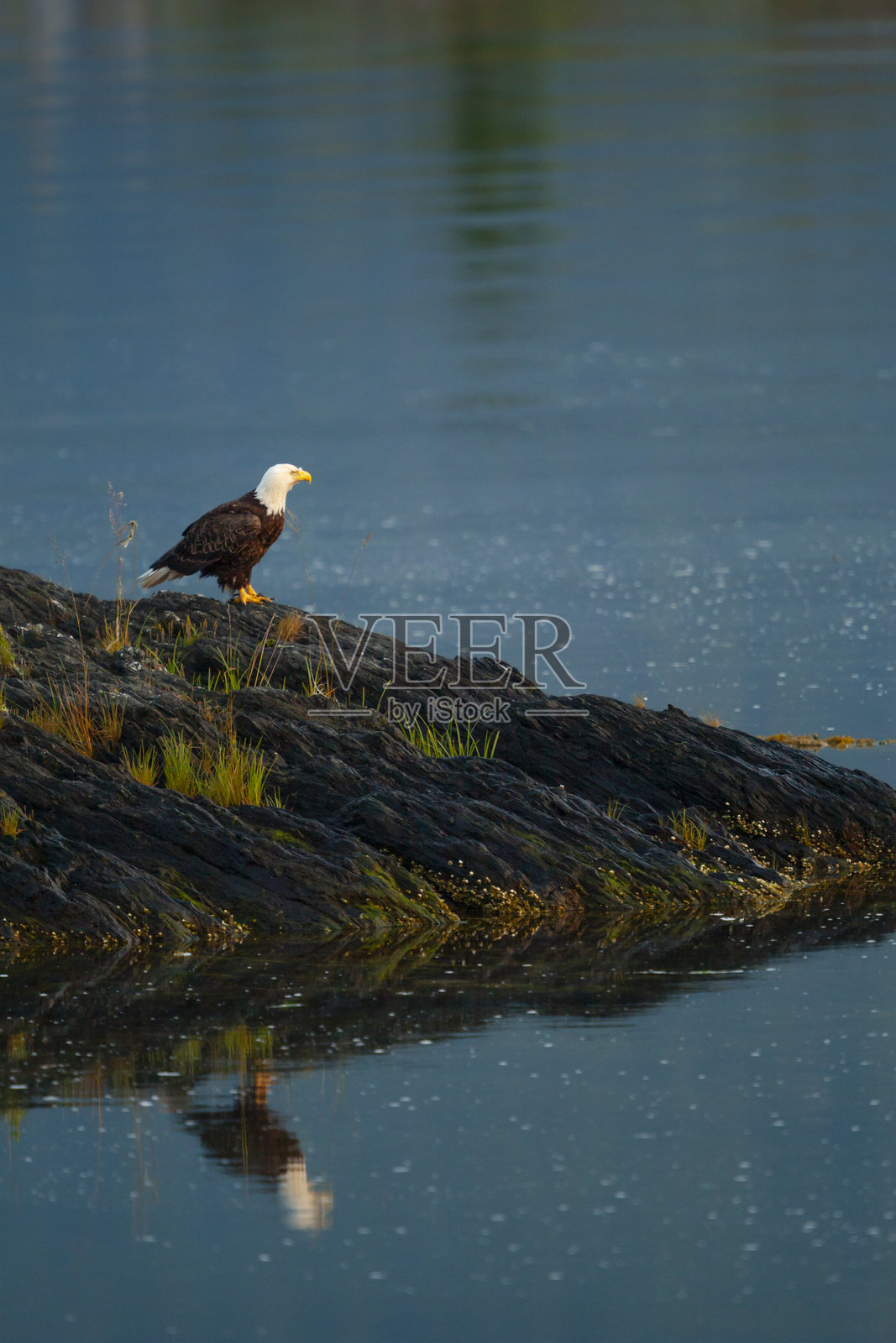 一只秃鹰(Haliaeetus leucocephalus)栖息在加拿大温哥华岛的岸边照片摄影图片