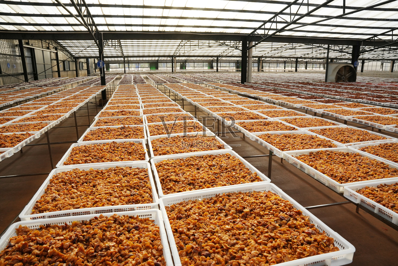 玻璃温室里晾晒的棕色干李子照片摄影图片