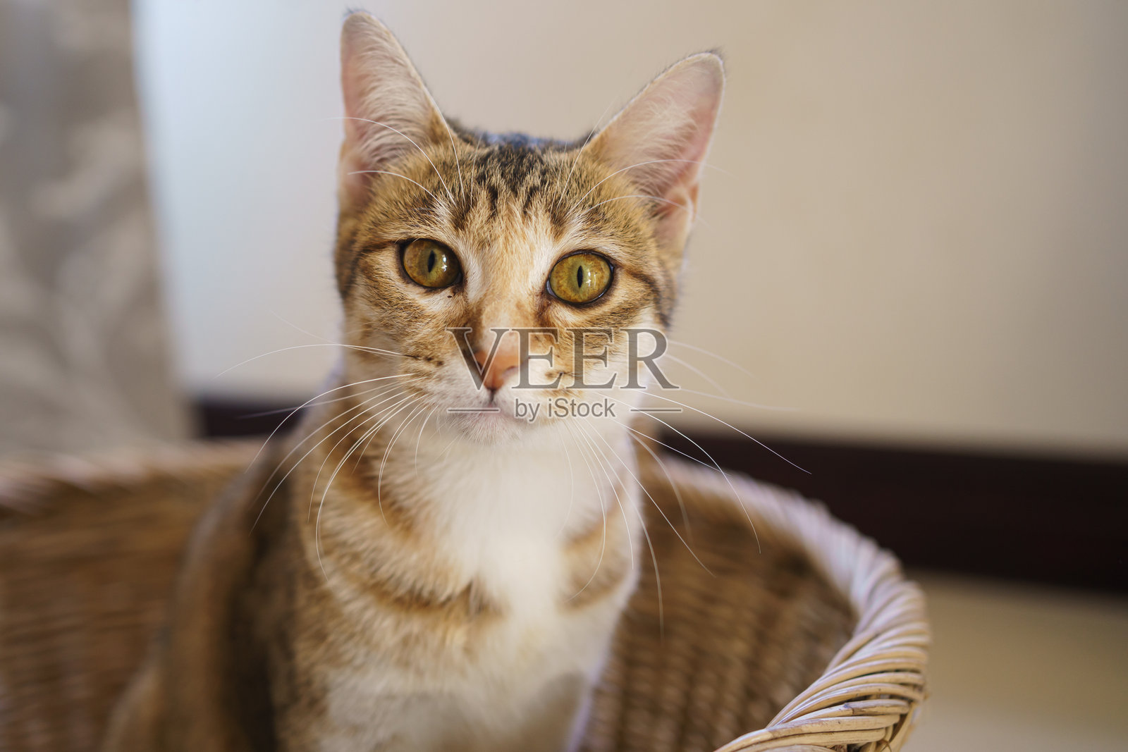 猫照片摄影图片