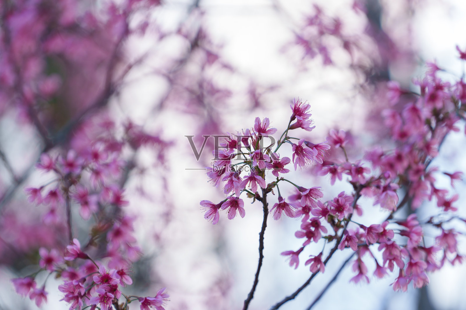 柔焦樱花,粉色花朵背景照片摄影图片