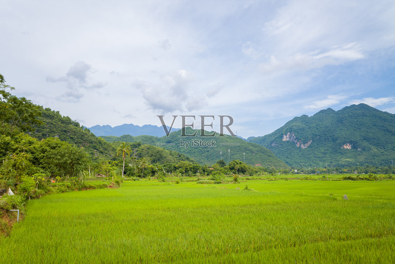 茂密的稻田和森林覆盖的山脉,美洲(Mai Chau)照片摄影图片