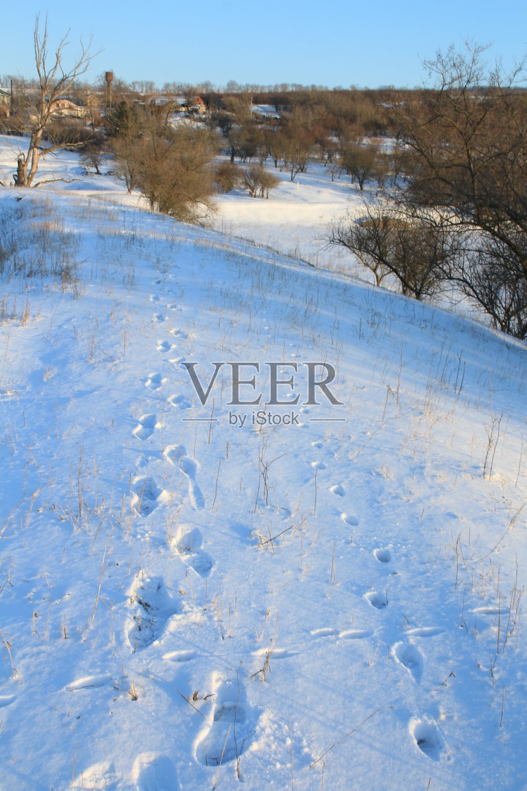 雪地里的树木照片摄影图片