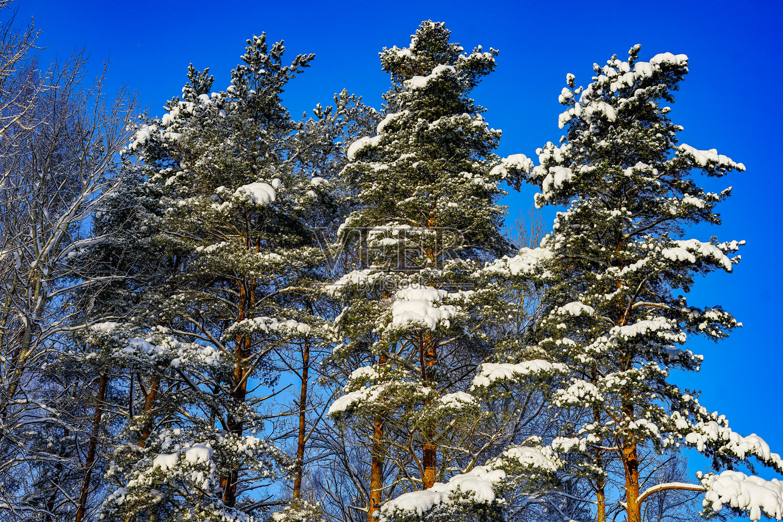 冬季雪松在蓝天下照片摄影图片