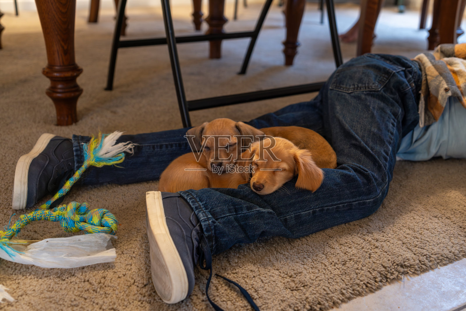 顽皮的小狗,依偎在色彩鲜艳的狗玩具旁。照片摄影图片