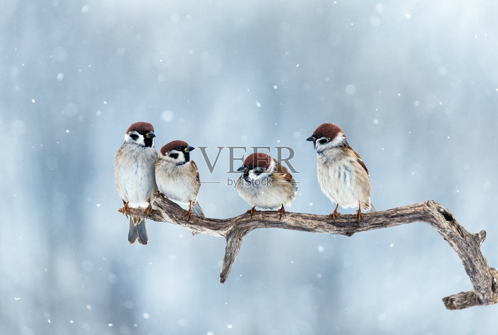 一群有趣的麻雀在冬天公园的树枝上,伴随着飘落的雪花照片摄影图片