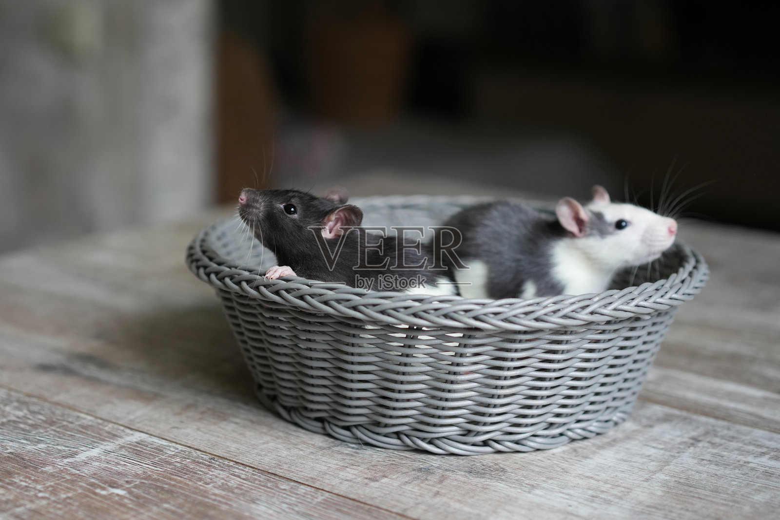 两只可爱的宠物老鼠,一只黑白相间,另一只灰色的,舒适地依偎在质朴的木制表面上的编织篮子里,展现出它们迷人的个性照片摄影图片