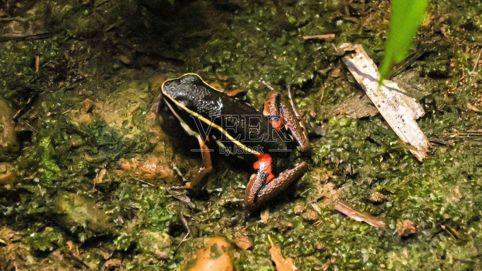 地面上的箭毒蛙照片摄影图片