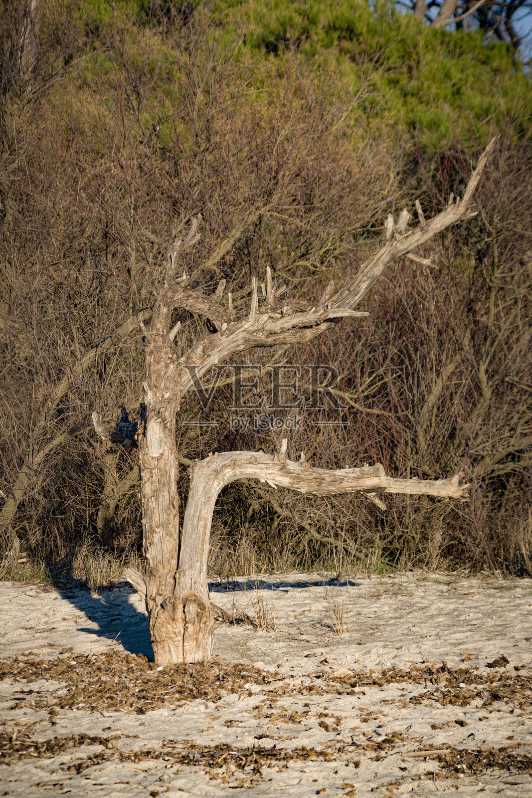 海岸边的树木,能清晰看到风的痕迹照片摄影图片