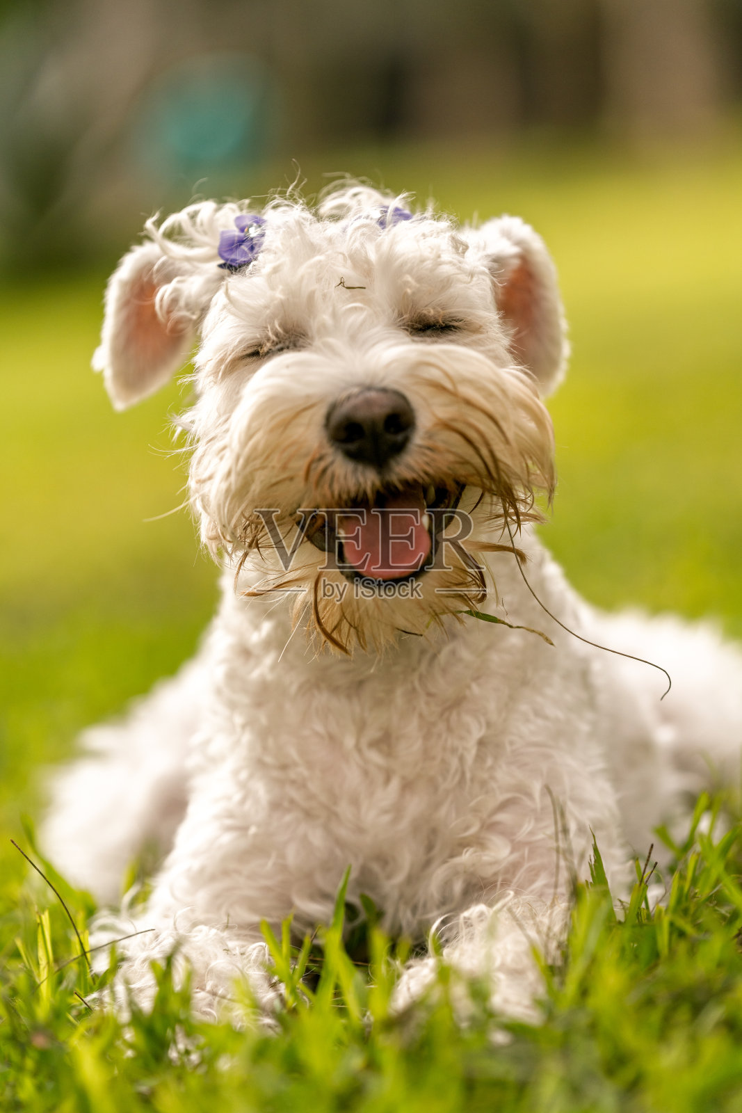 快乐的白色雪纳瑞犬在户外草地上玩耍照片摄影图片