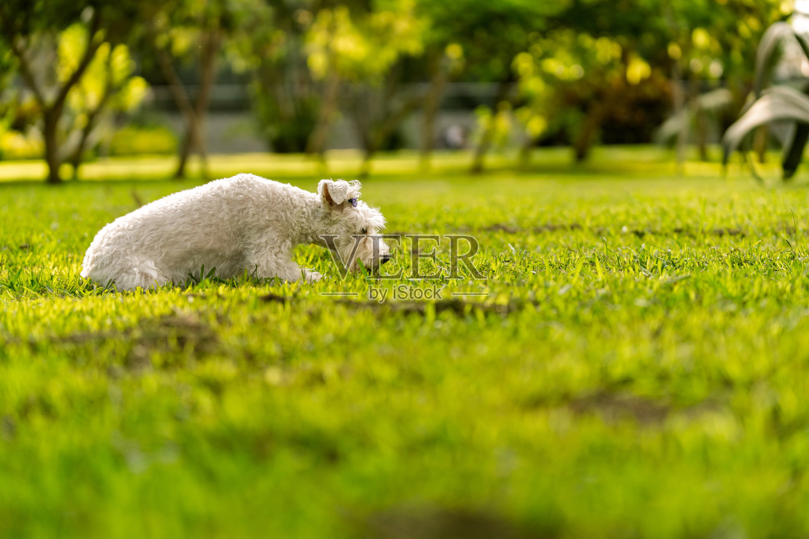 白梗混种狗在户外嗅闻绿草照片摄影图片