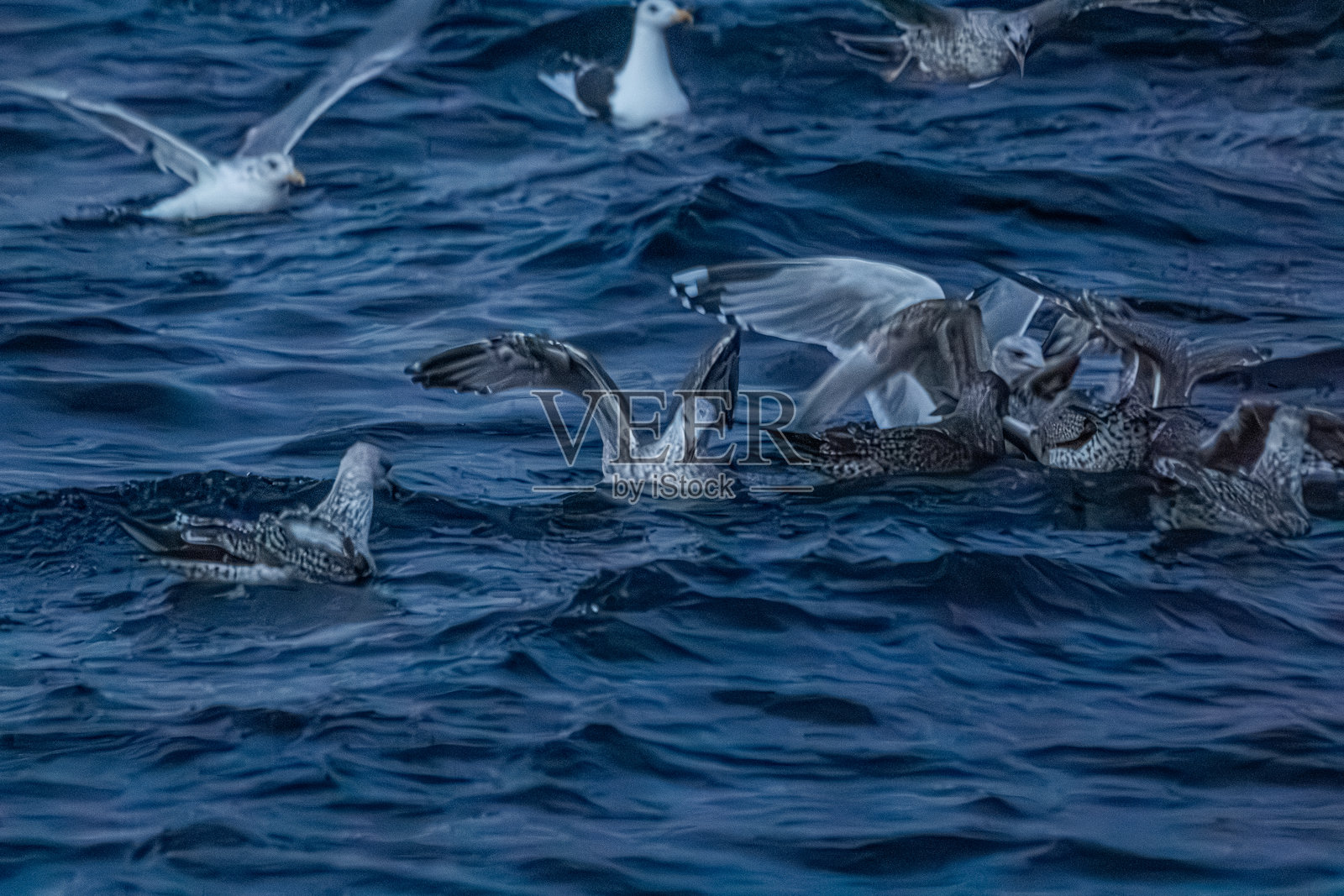 挪威峡湾上空海鸥捕食鱼群照片摄影图片