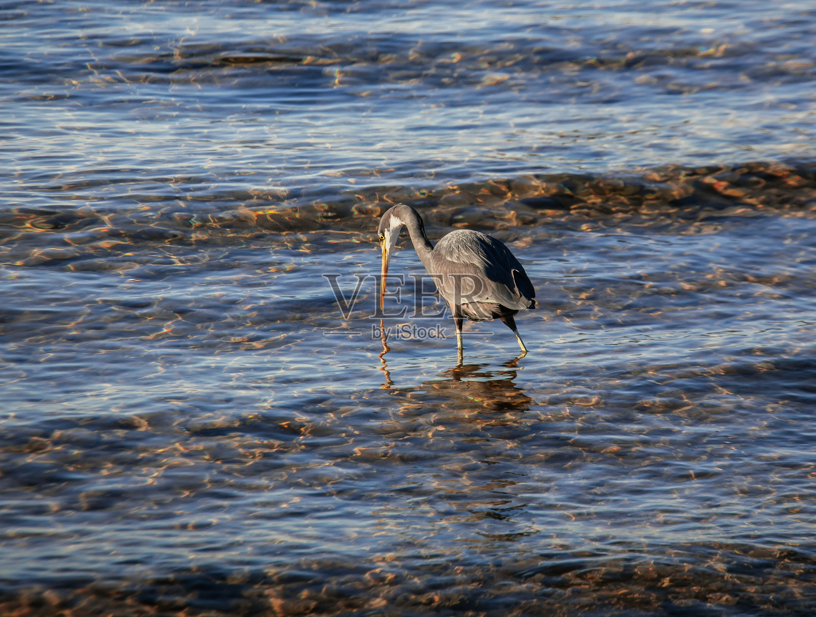黑化形态的礁鹭在海岸边的清澈海水中捕食。照片摄影图片