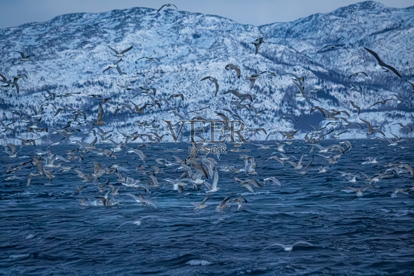 虎鲸和海鸥在挪威峡湾捕猎照片摄影图片