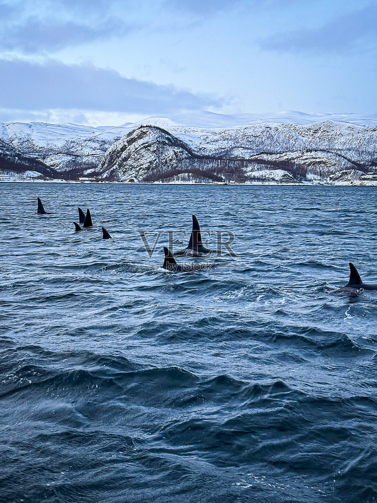 挪威峡湾中捕猎的野生虎鲸家族照片摄影图片