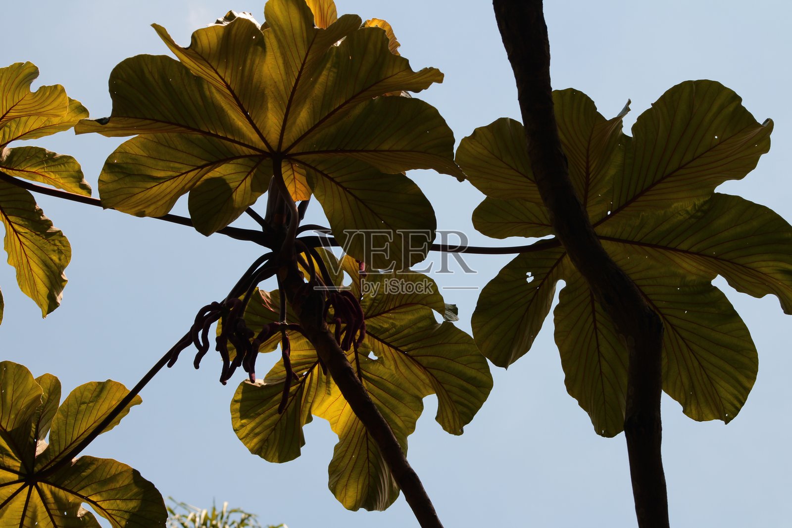 恩巴乌巴树照片摄影图片