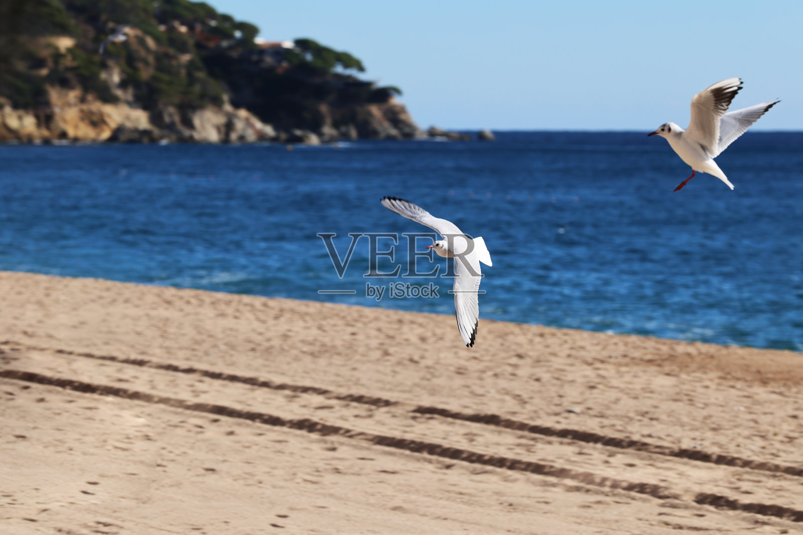 海滩和海洋上的海鸥、鸽子和鸟群照片摄影图片