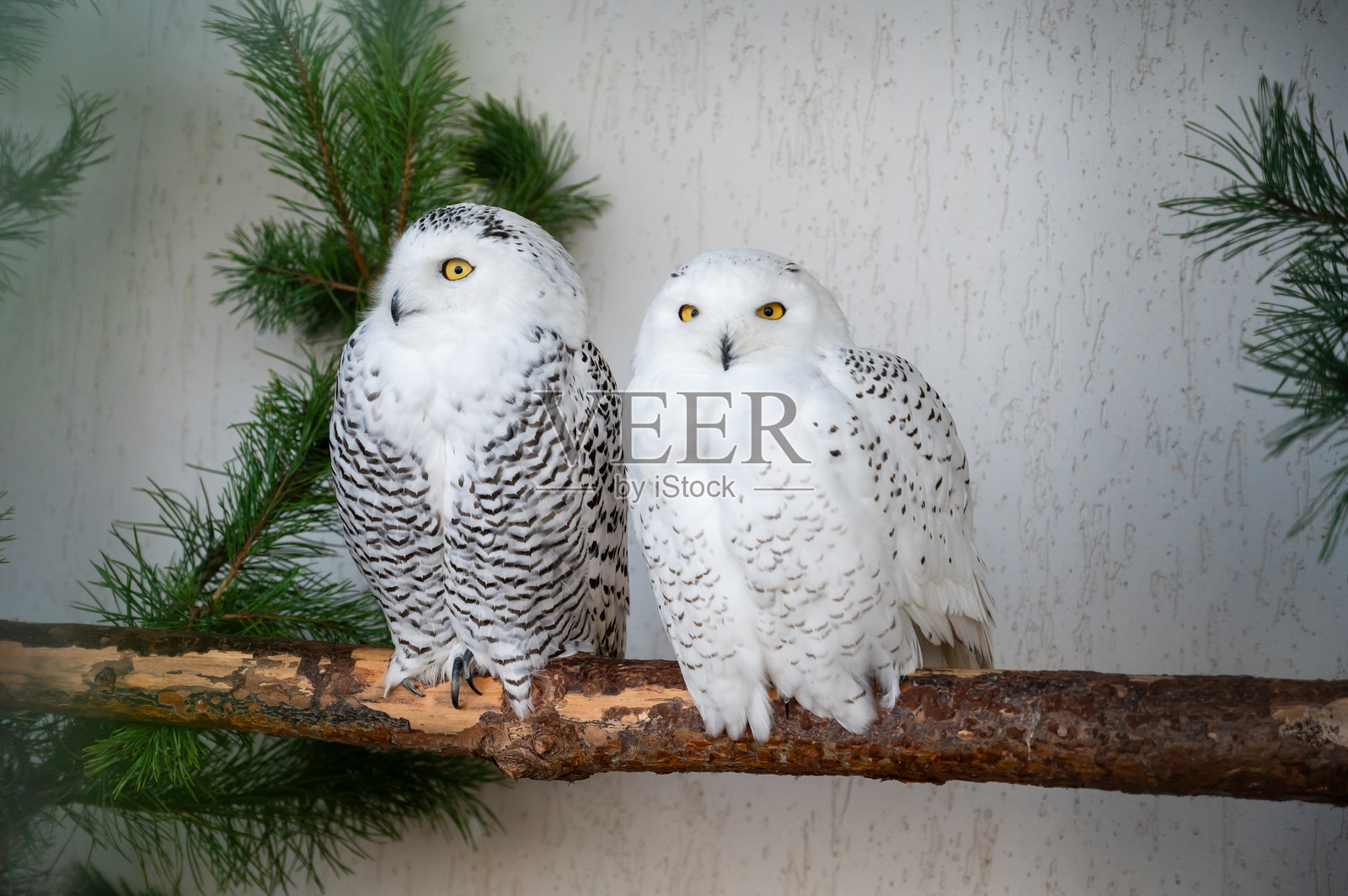 两只雪鸮(Bubo scandiacus)栖息在树枝上,白色的北极鸟类野生动物肖像照片摄影图片