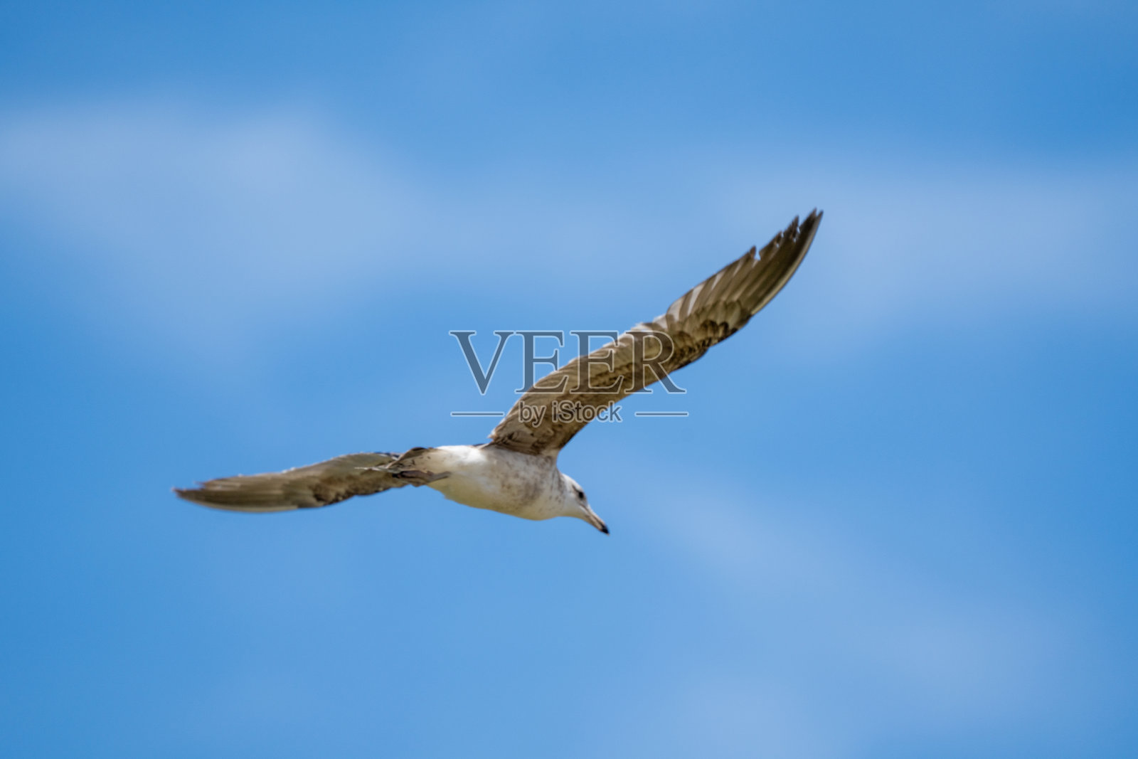 褐鸥(Larus dominicanus)照片摄影图片