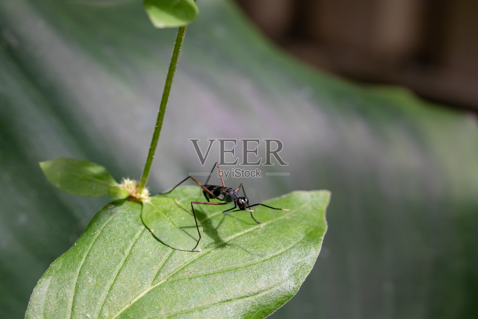 自然光下昆虫停在绿叶上的微距视角照片摄影图片