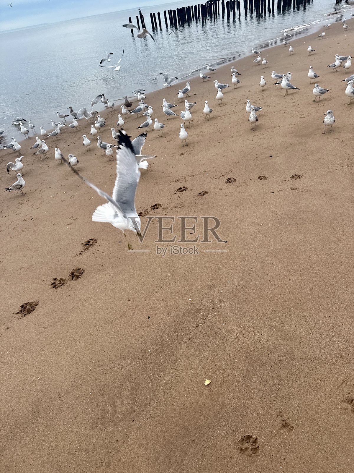 海鸥觅食照片摄影图片