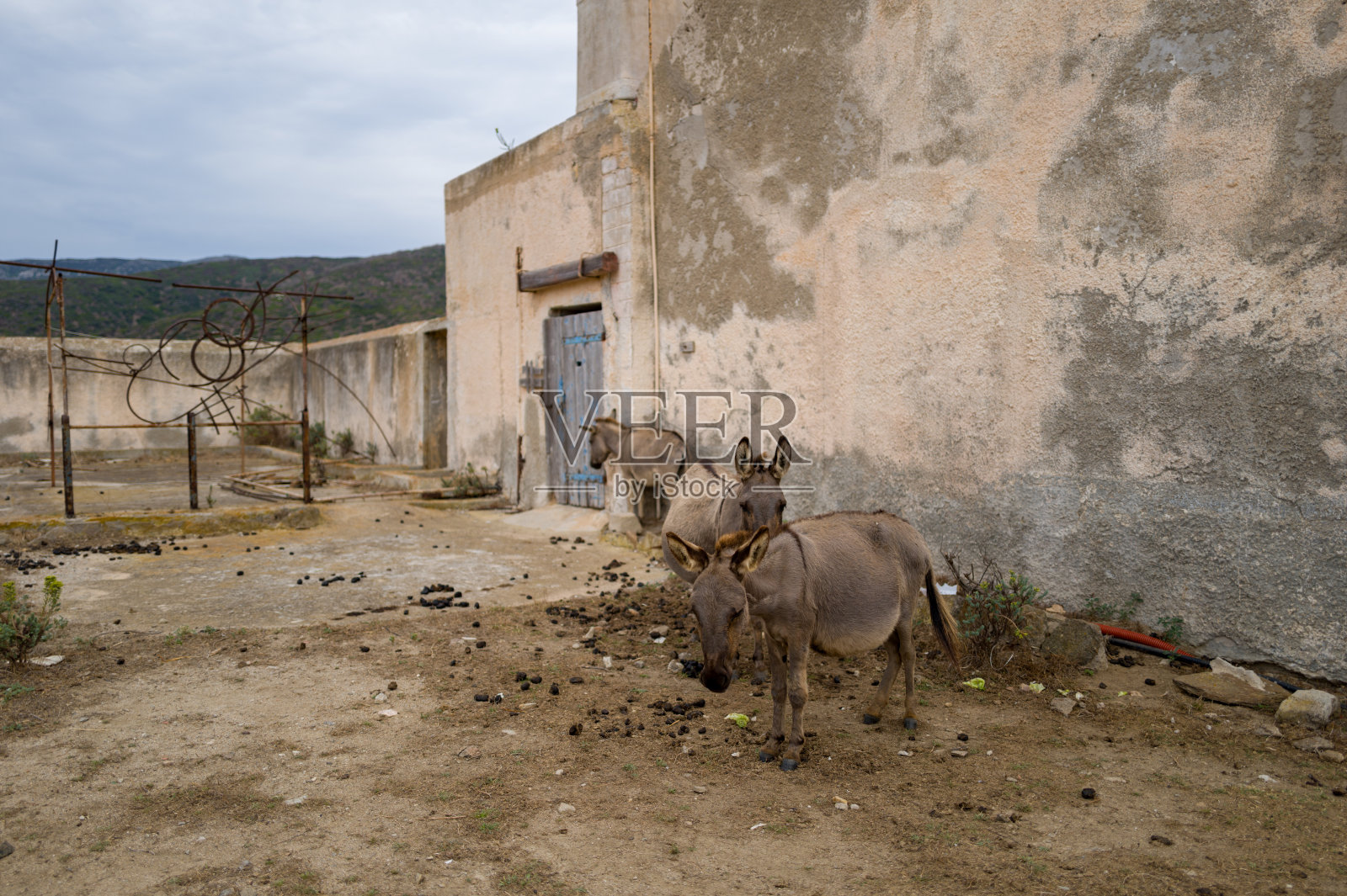 荒凉庭院里的驴,阿西纳拉岛照片摄影图片
