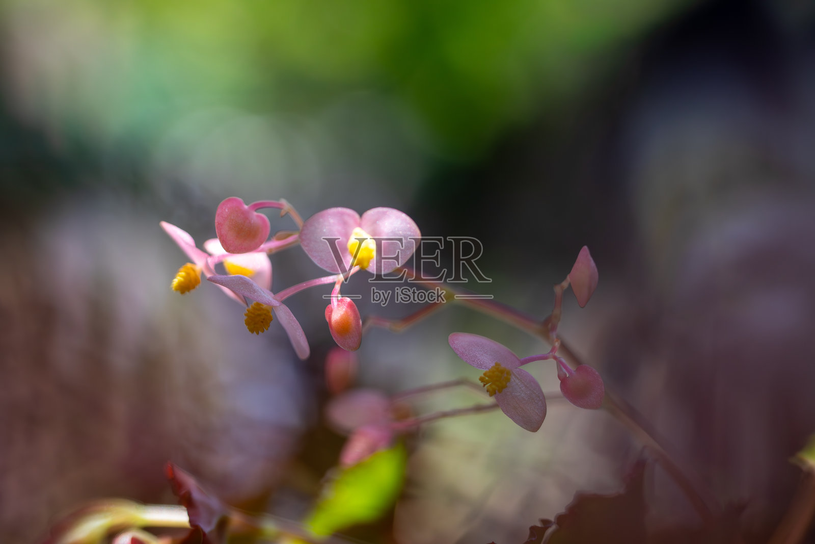 粉红色的秋海棠花,带有黄色的雄蕊,在自然光下绽放照片摄影图片