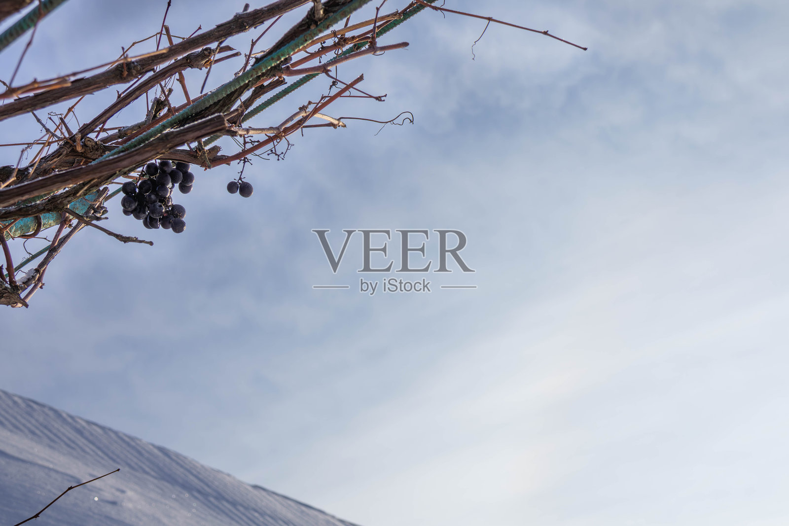 冬季,在乡村地区,光秃秃的藤蔓上挂着葡萄,背景是柔和的蓝天。照片摄影图片