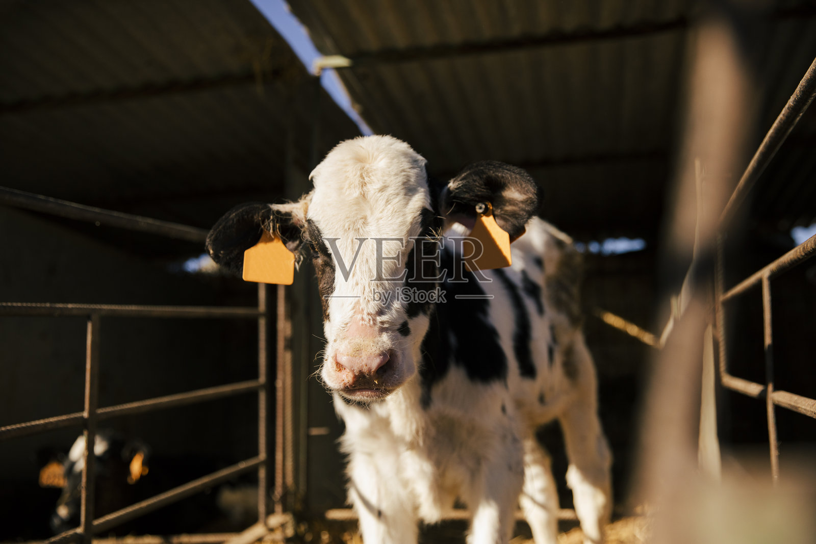 农场里一头年幼奶牛的特写肖像照片摄影图片