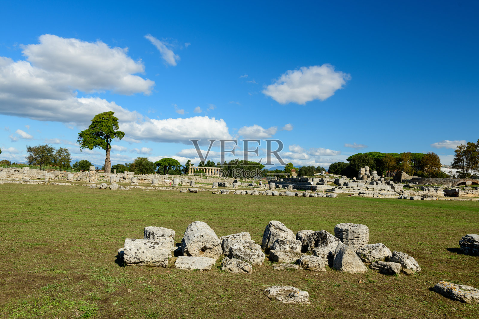 古罗马遗址和独立树在佩斯图姆照片摄影图片