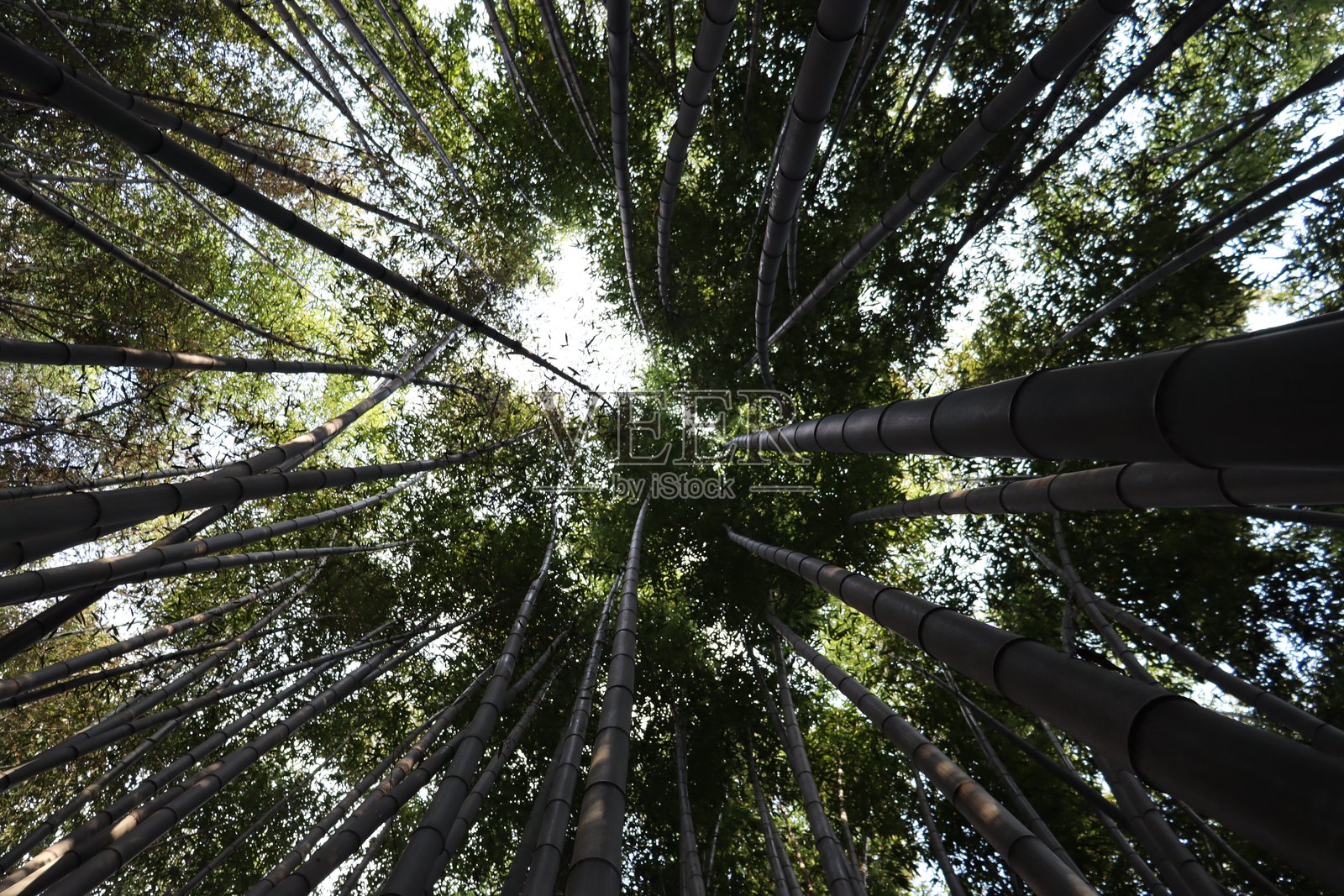 竹林照片摄影图片