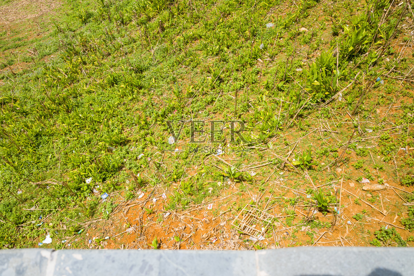 阳光下的绿色草地和散落的垃圾照片摄影图片