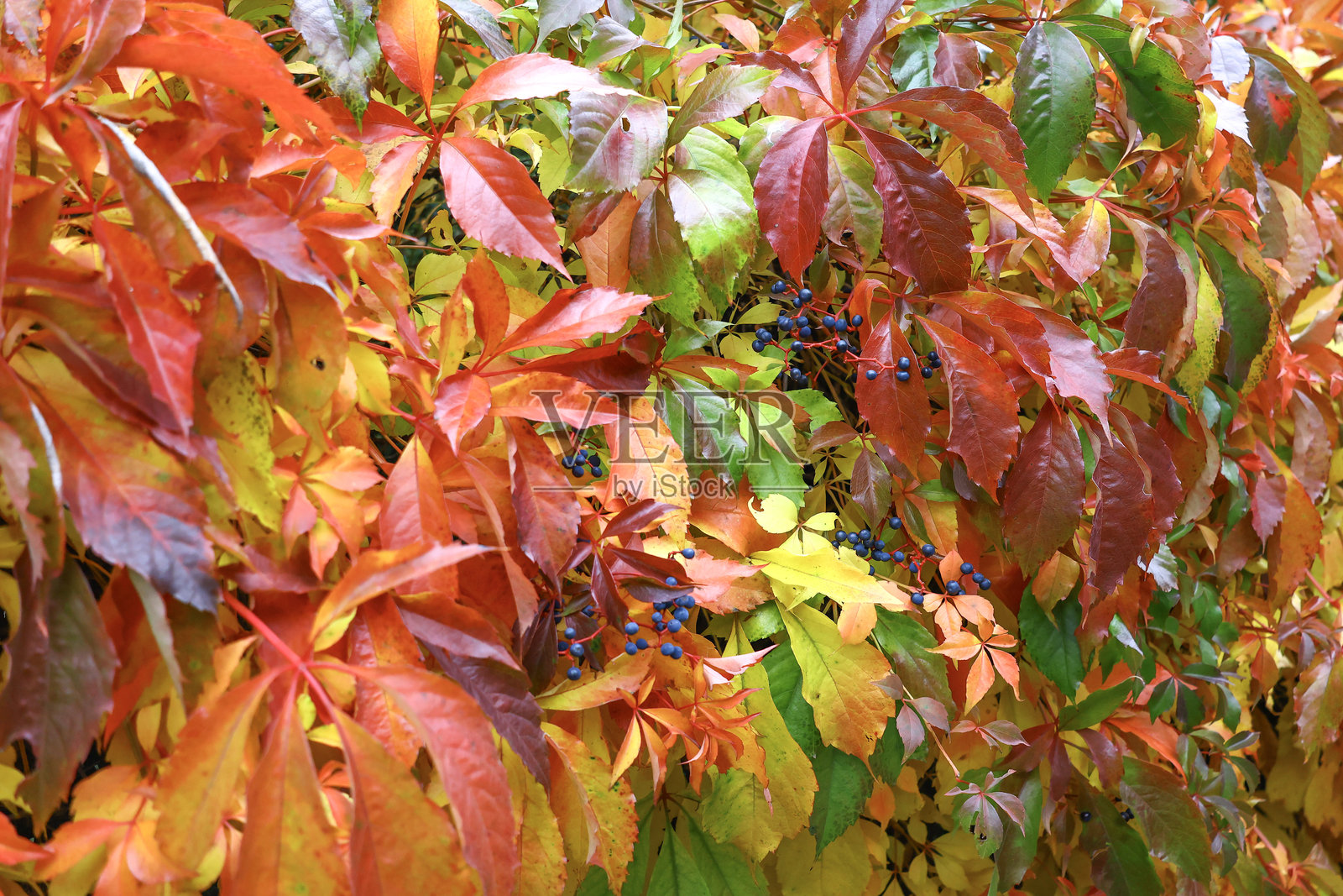 秋季的弗吉尼亚爬山虎(Parthenocissus quinquefolia),叶片色彩斑斓,果实成簇深邃,展现了这种鲜活攀缘植物野性的肌理和季节的丰饶。照片摄影图片