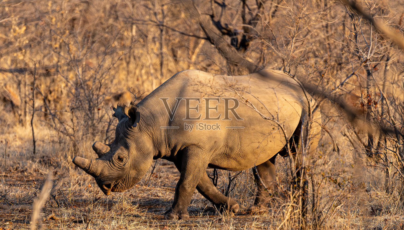 黑犀牛,Diceros bicornis照片摄影图片