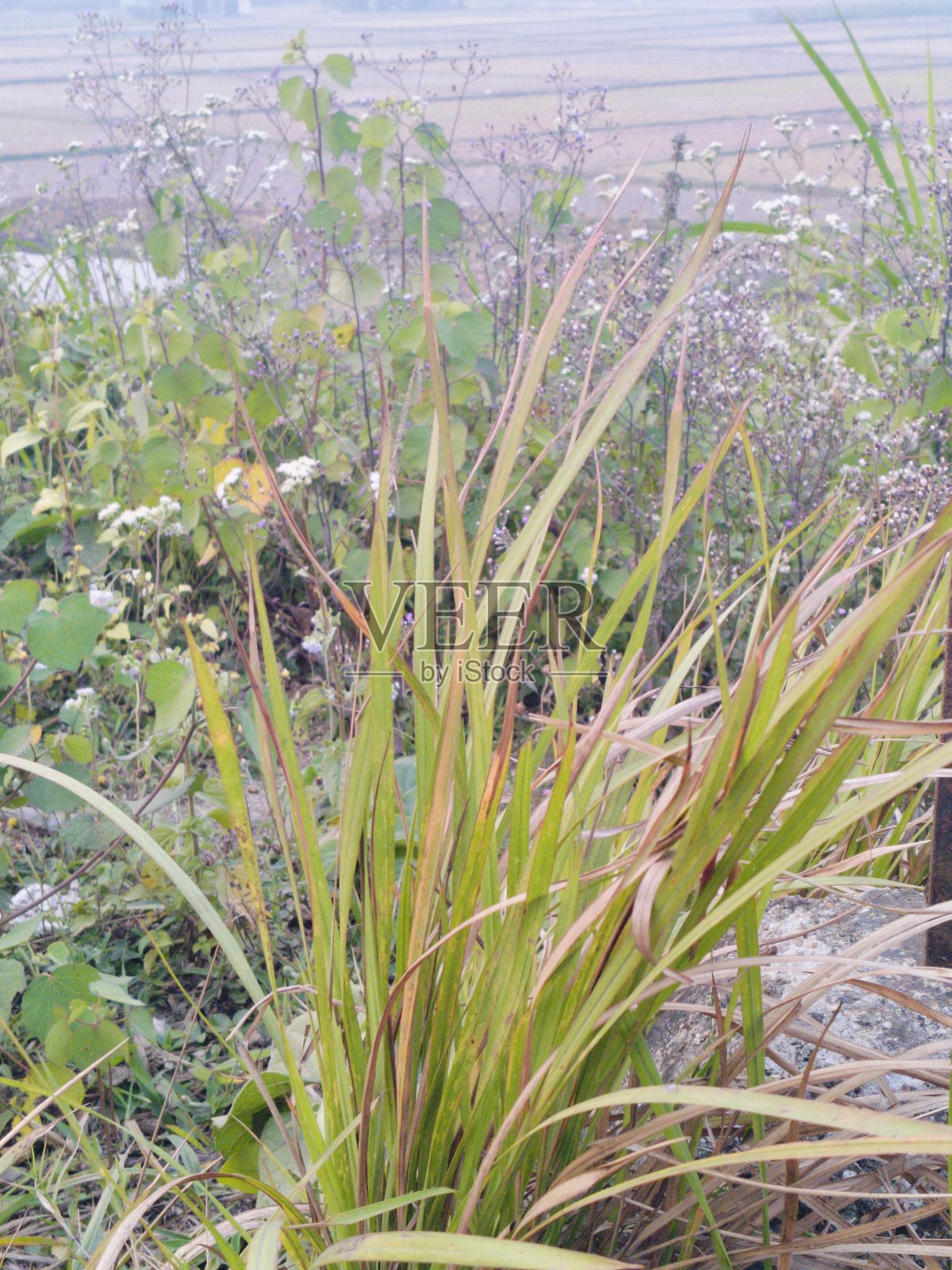 高大的野草特写照片摄影图片