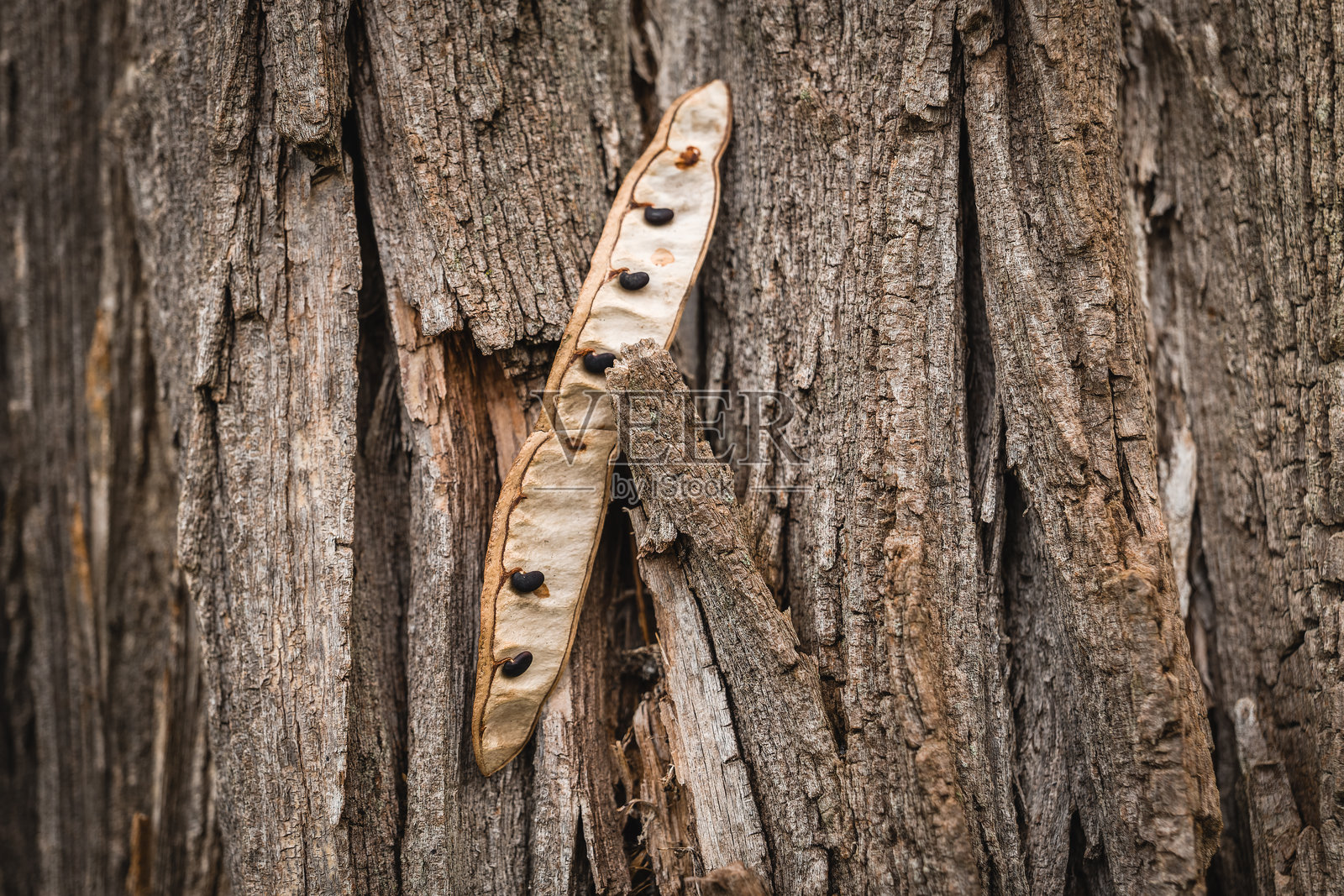 在白昼的宁静林地里,种子静静地躺在纹理丰富的树皮上,展现出自然的和谐之美。照片摄影图片
