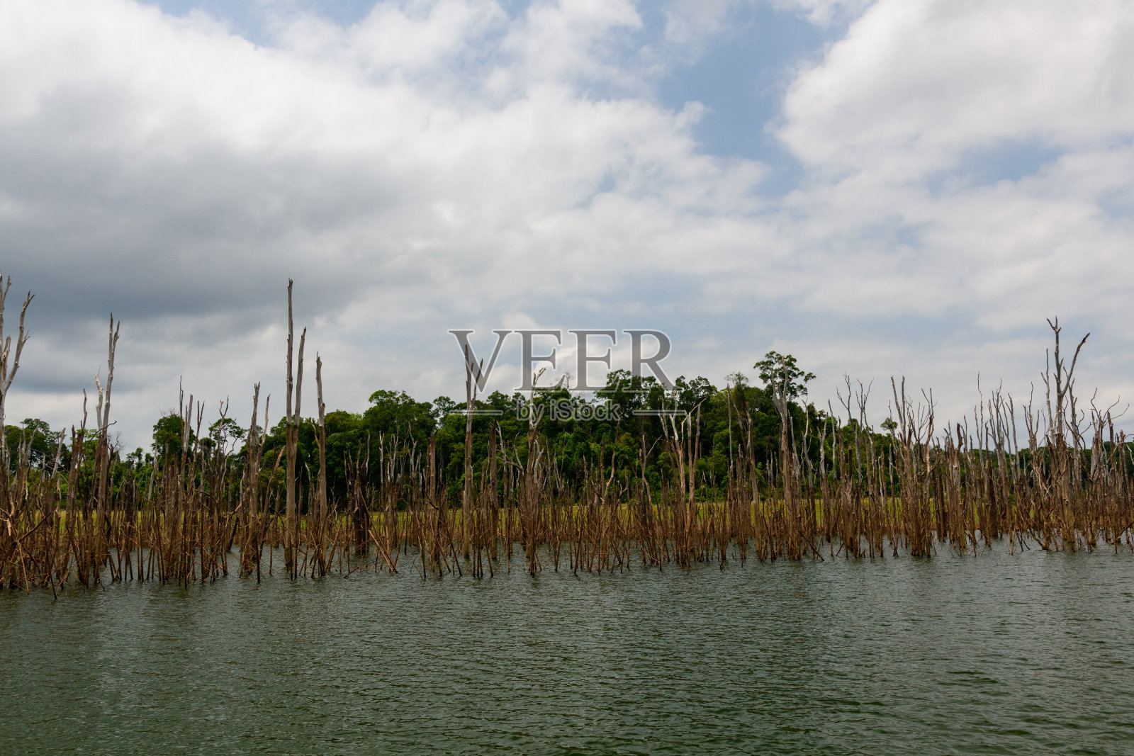 纳凯水库的枯树与森林边缘照片摄影图片