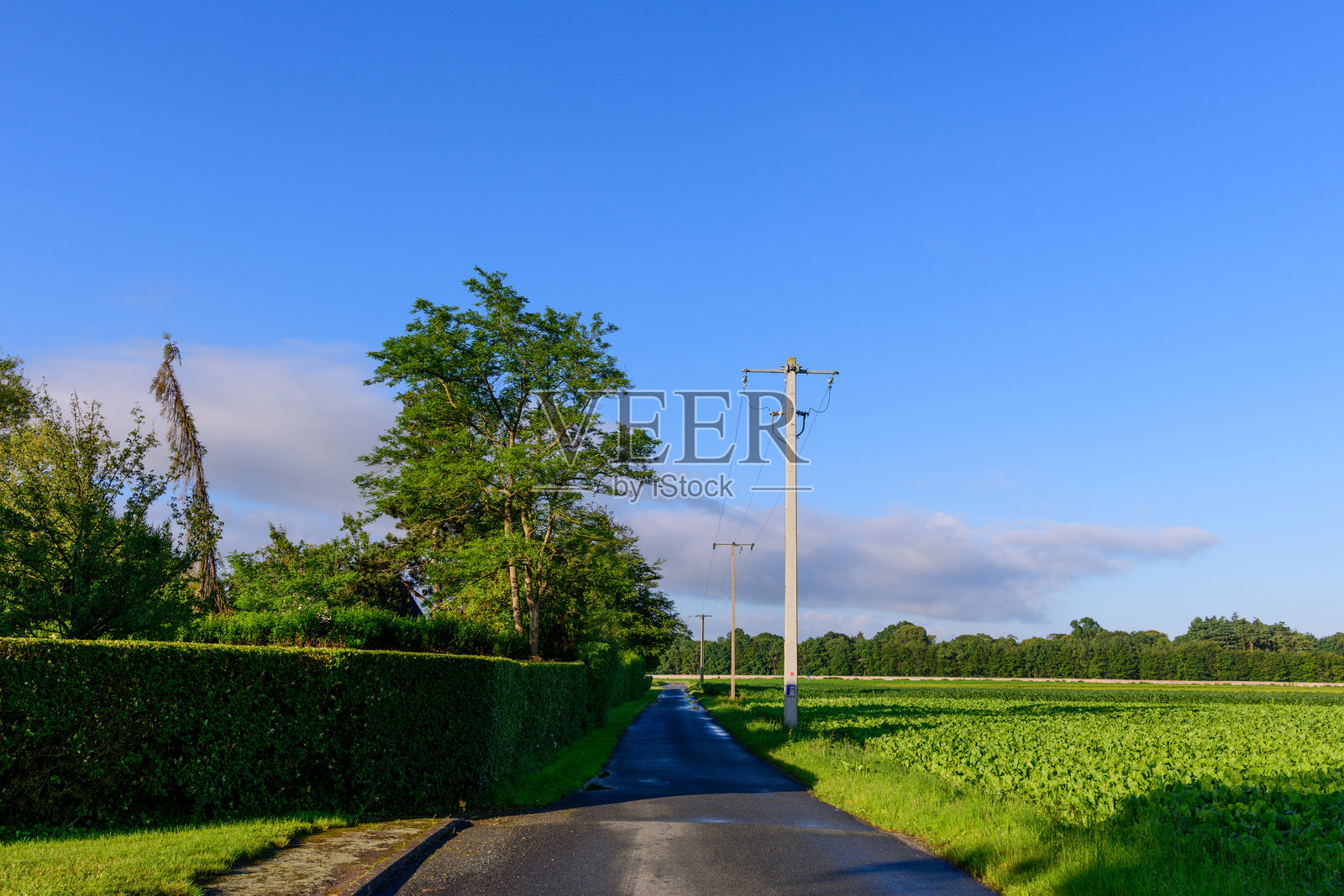 乡村道路,两旁有树篱和电线杆照片摄影图片