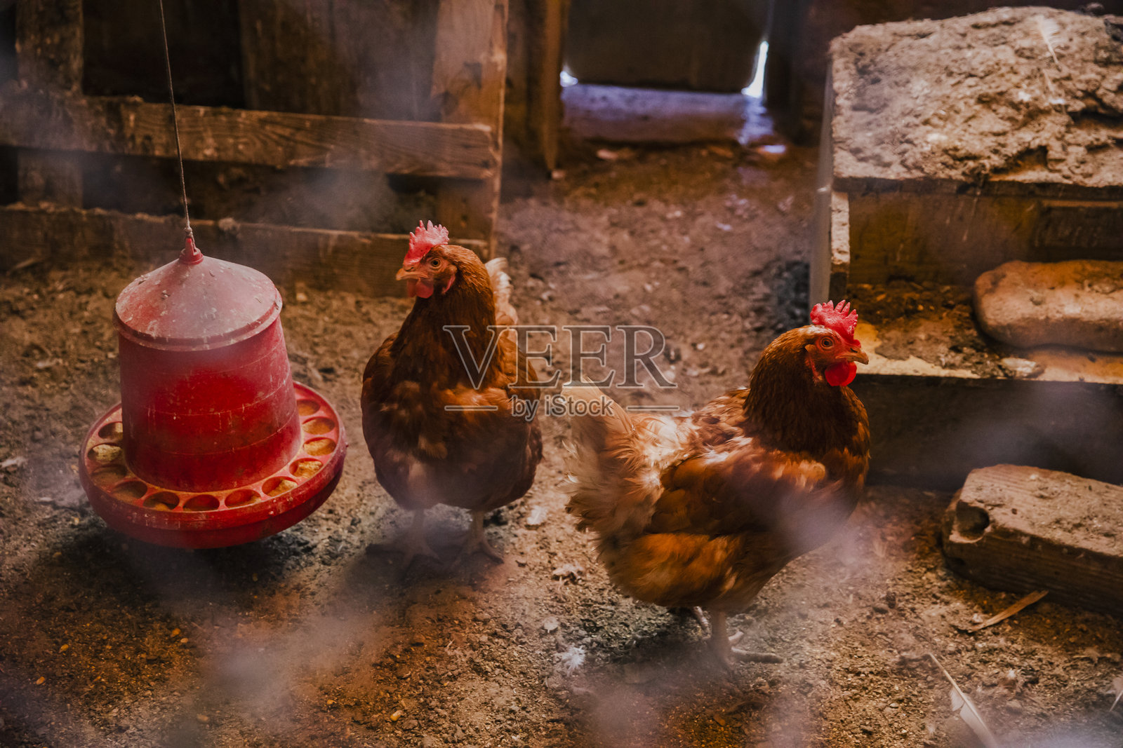 农场里,一只母鸡在乡村风格的鸡舍里照片摄影图片