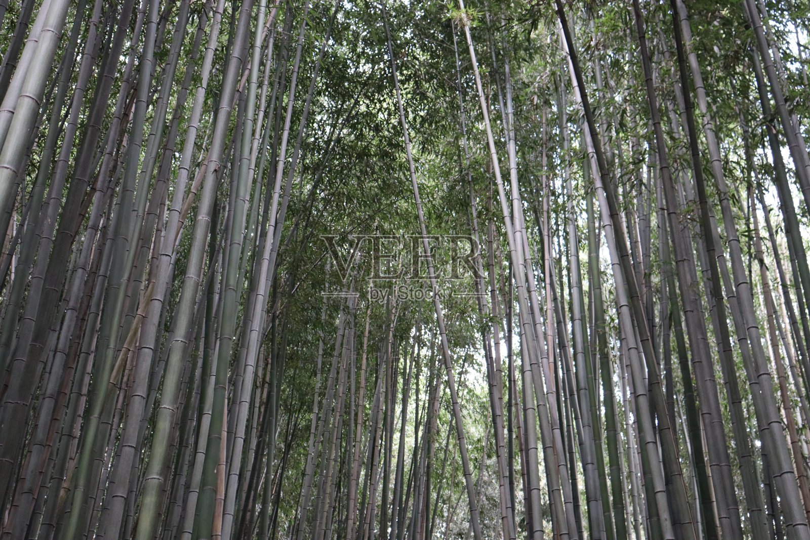 竹林照片摄影图片