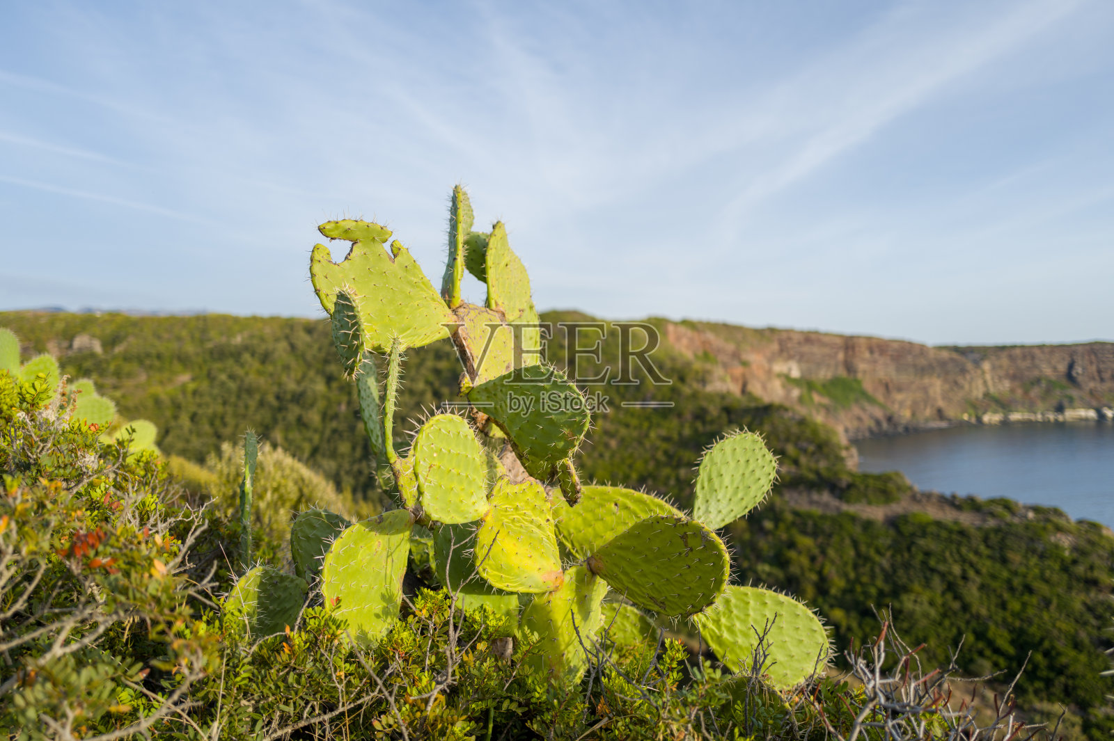 俯瞰撒丁岛悬崖的仙人掌照片摄影图片