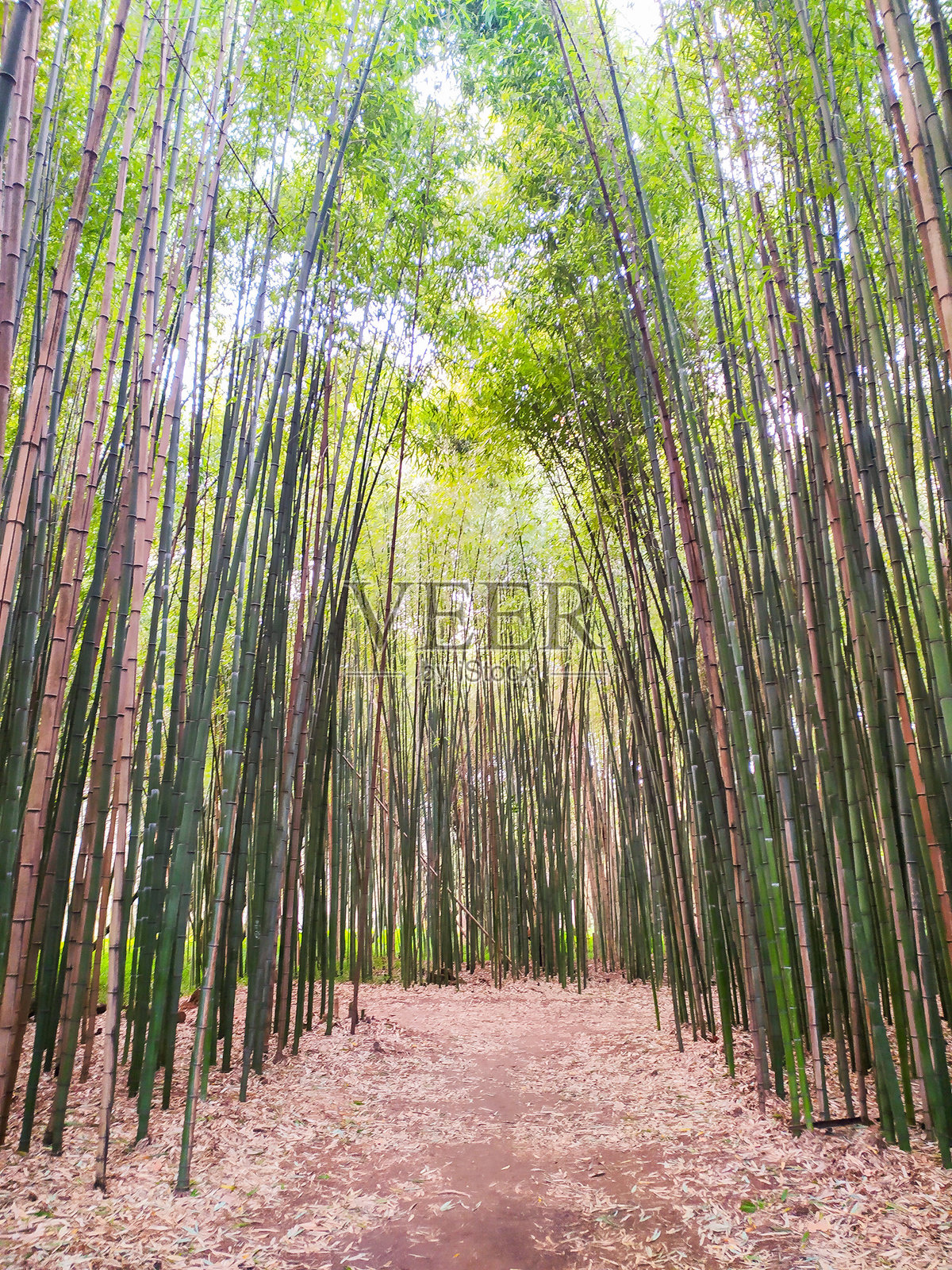 沉浸在宁静的竹林中,高耸的竹竿形成一条宁静的绿色通道。这片垂直景观象征着成长与禅意,非常适合健康和旅行主题。照片摄影图片