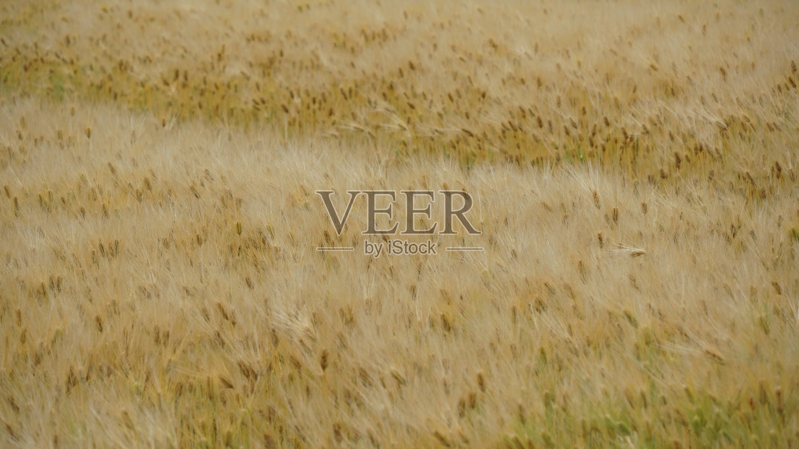 初夏金色麦田——农业与丰收之美照片摄影图片