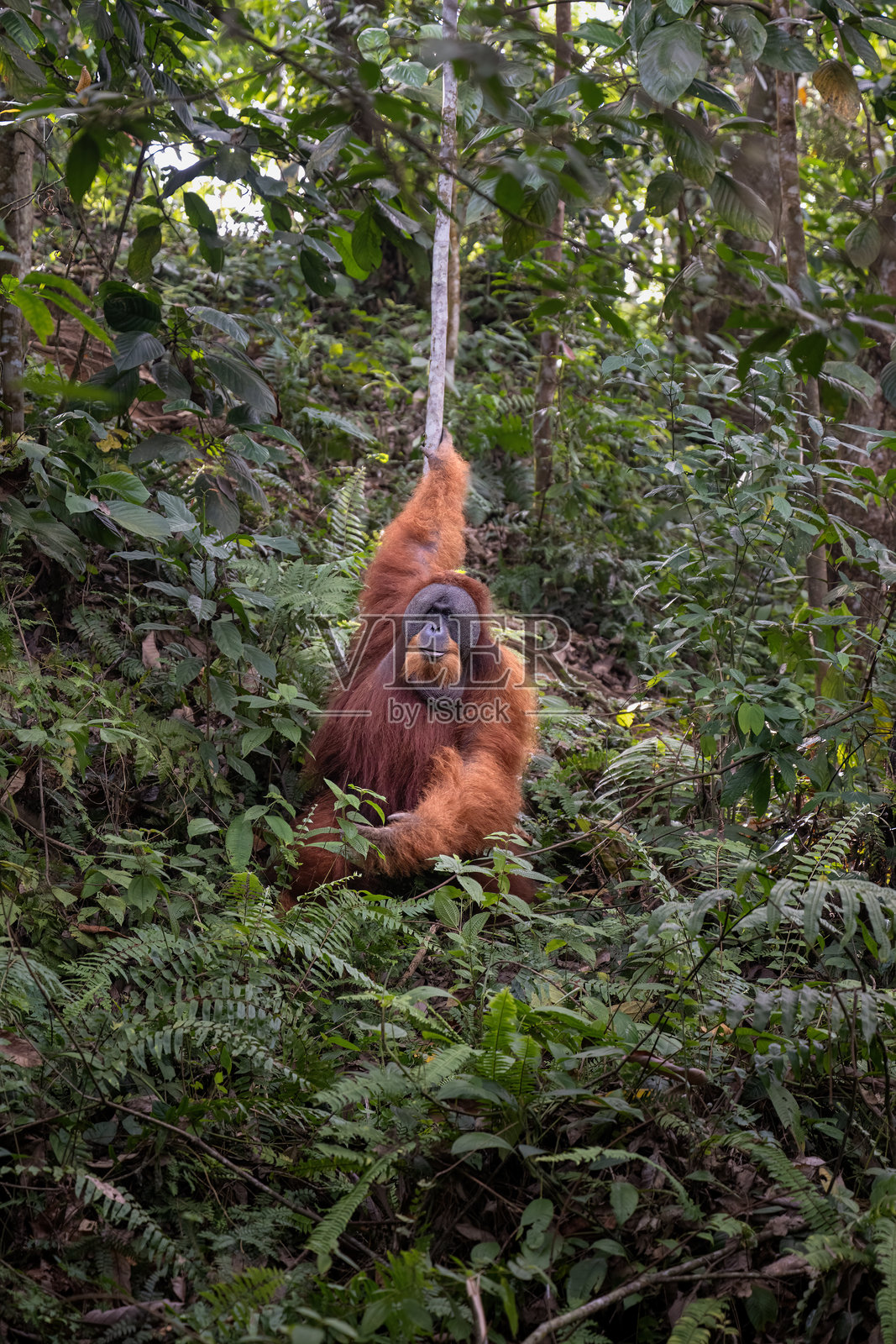 苏门答腊雨林中,具有统治地位的雄性红毛猩猩肖像,位于印度尼西亚的 Gunung Leuser照片摄影图片