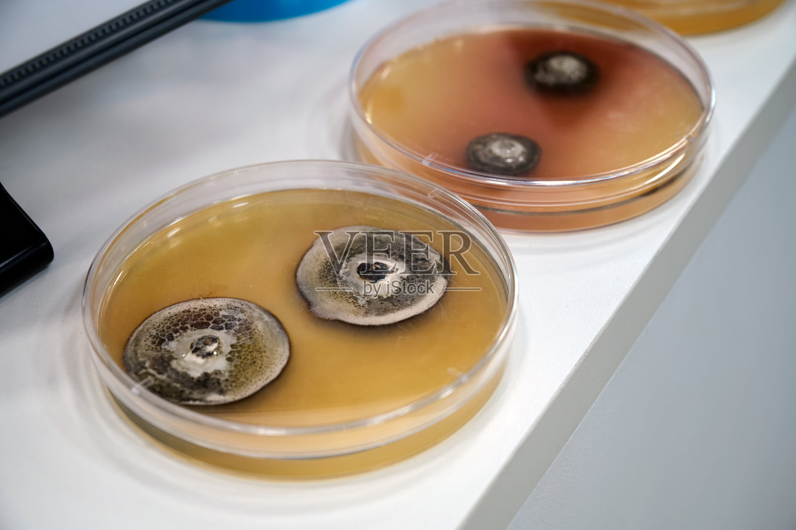 化学实验用培养皿特写,带有草莓照片摄影图片