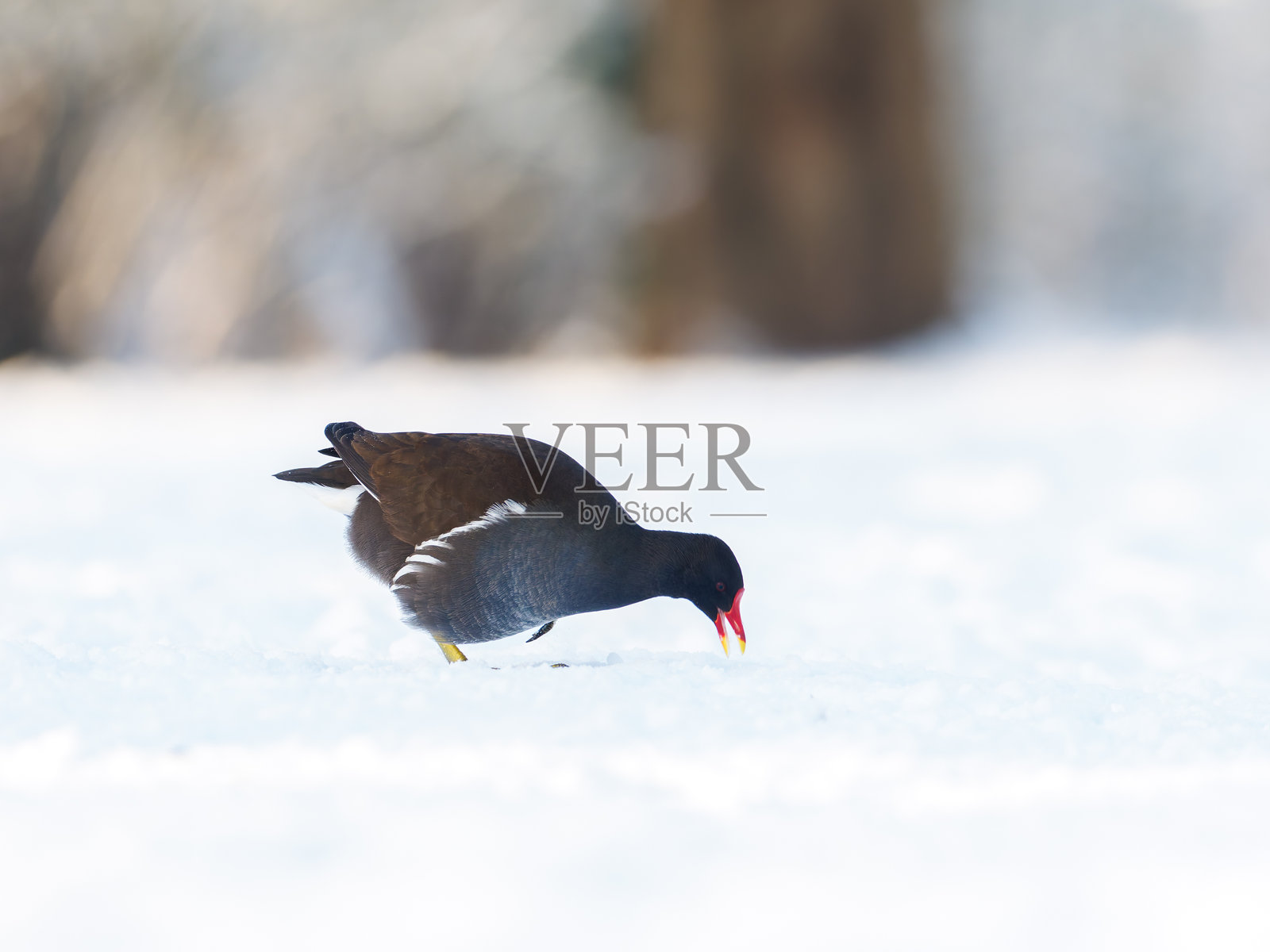 冬季在雪地和冰面上行走的普通秧鸡(Gallinula chloropus)照片摄影图片