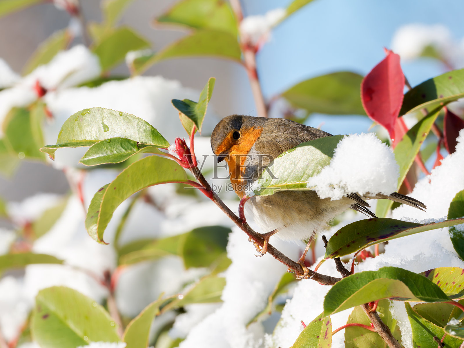 冬天,一只欧洲知更鸟(Erithacus rubecula)栖息在雪中的灌木丛上照片摄影图片