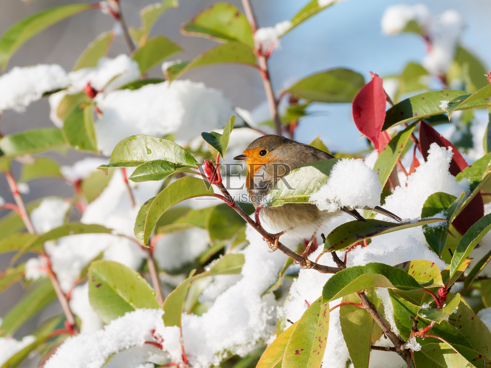 冬天,一只欧洲知更鸟(Erithacus rubecula)栖息在雪中的灌木丛里照片摄影图片