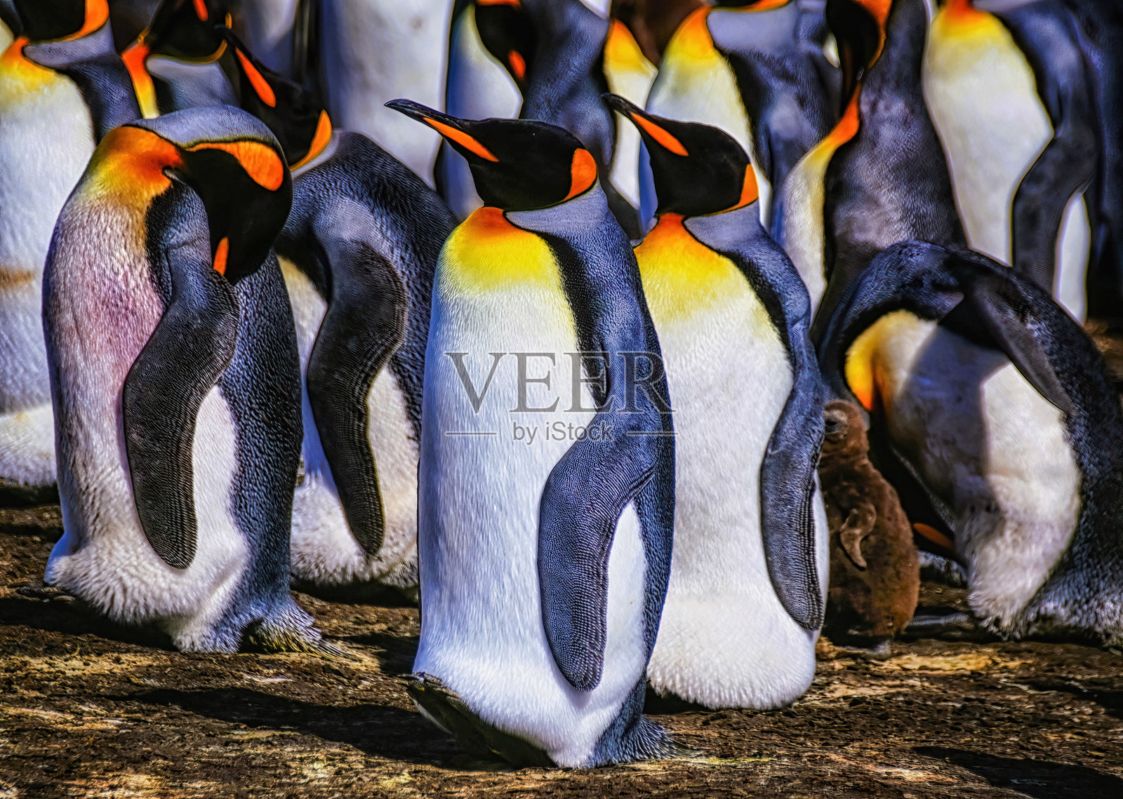 国王企鹅(Aptenodytes patagonicus),福克兰群岛照片摄影图片