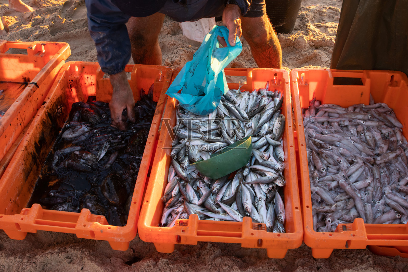 海滩上装在橙色容器里的新鲜捕捞的鱼照片摄影图片