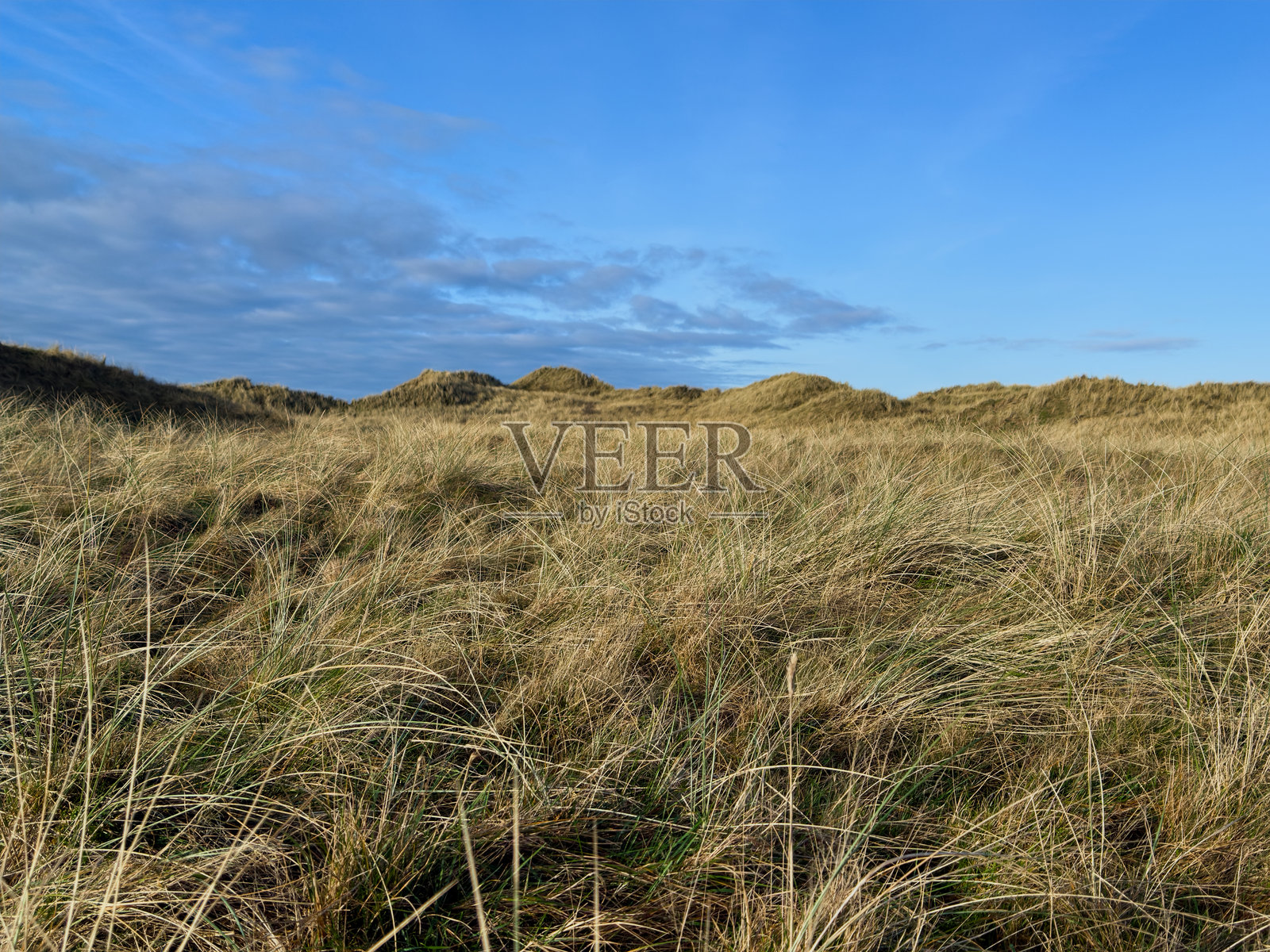 长满草的海岸沙丘照片摄影图片